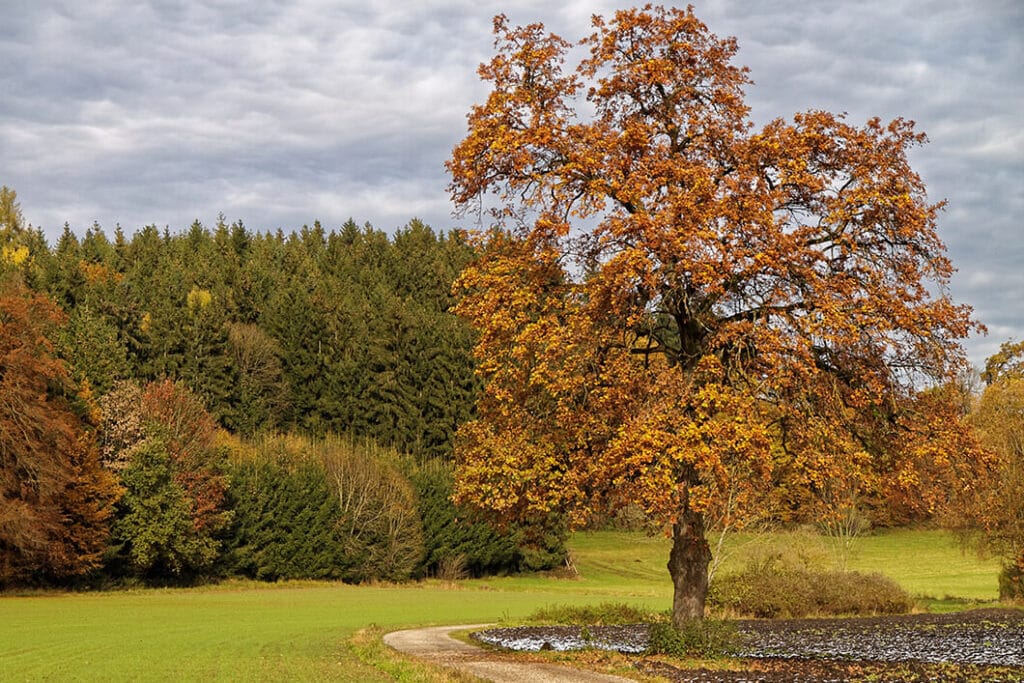 Esche - Infos & Tipps zu Eschenholz